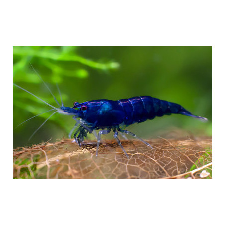 Neocaridina heteropoda blue diamond - 1 cm