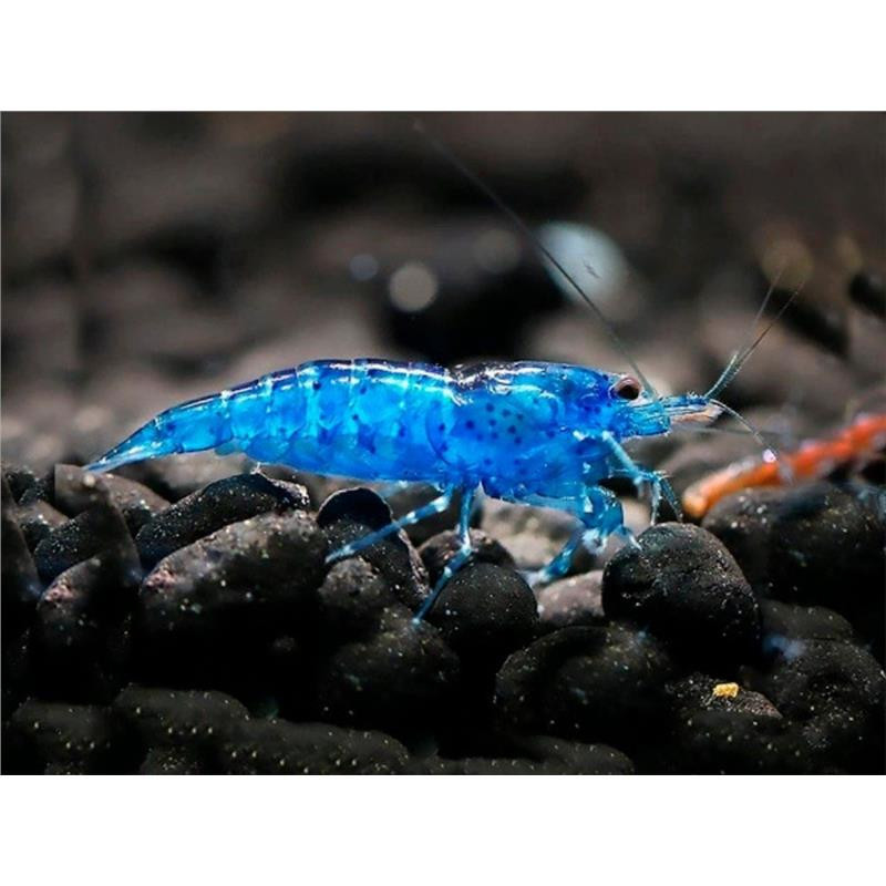 Neocaridina heteropoda blue velvet - 1 - 1.5 cm