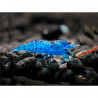Neocaridina heteropoda blue velvet - 1 - 1.5 cm