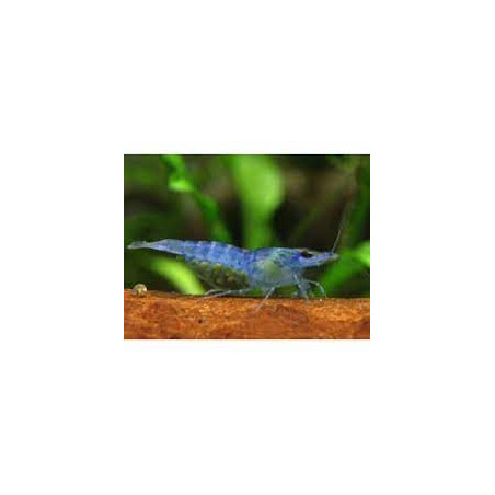 Neocaridina heteropoda blue jelly - 1 - 1.5 cm