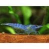 Neocaridina heteropoda blue jelly - 1 - 1.5 cm