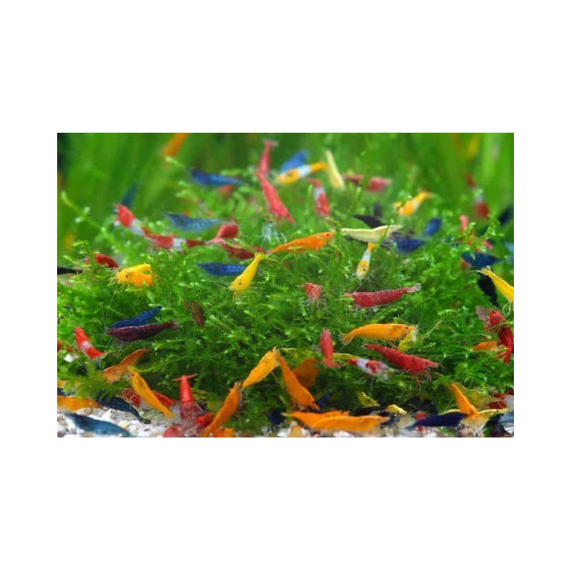 Neocaridina heteropoda mix de luxe - 2 cm