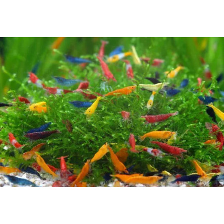 Neocaridina heteropoda mix de luxe - 2 cm