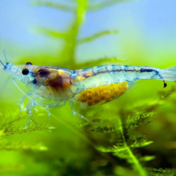 Neocaridina heteropoda rili shrimp - 1 - 1.5 cm