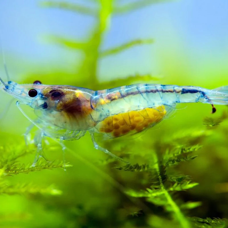 Neocaridina heteropoda rili shrimp - 1 - 1.5 cm