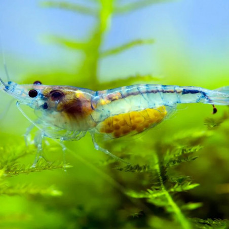 Neocaridina heteropoda rili shrimp - 1 - 1.5 cm