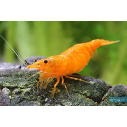 Neocaridina heteropoda sakura orange - 1 - 1.5 cm
