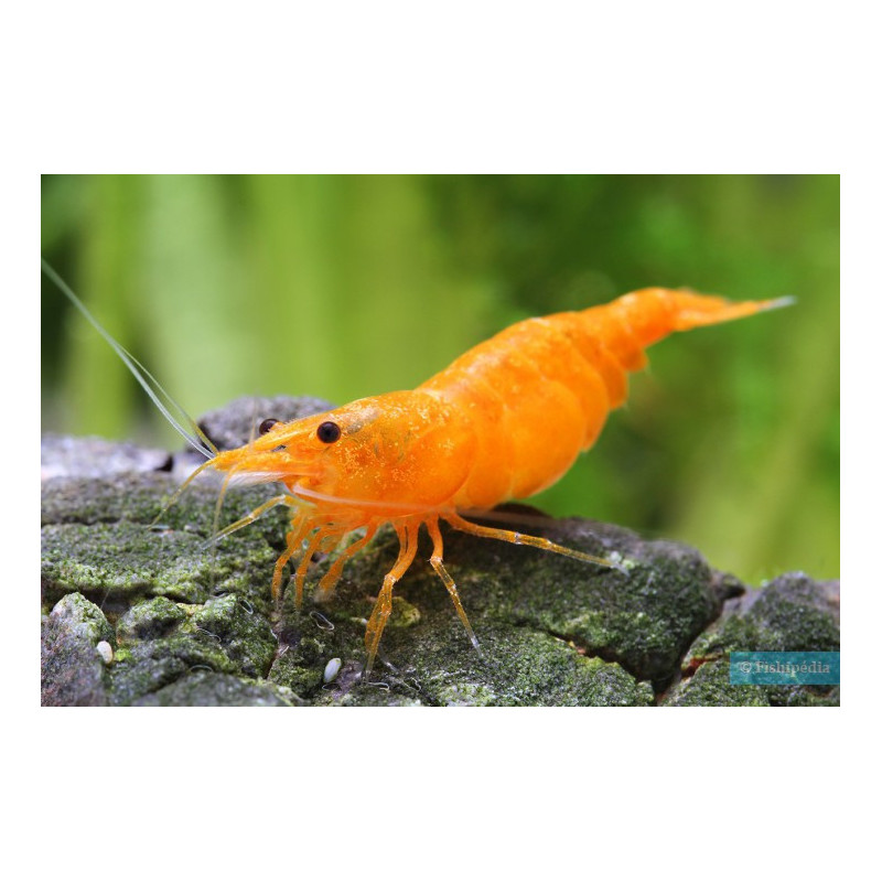 Neocaridina heteropoda sakura orange - 1 - 1.5 cm
