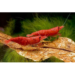 Neocaridina heteropoda sakura red - 1 cm
