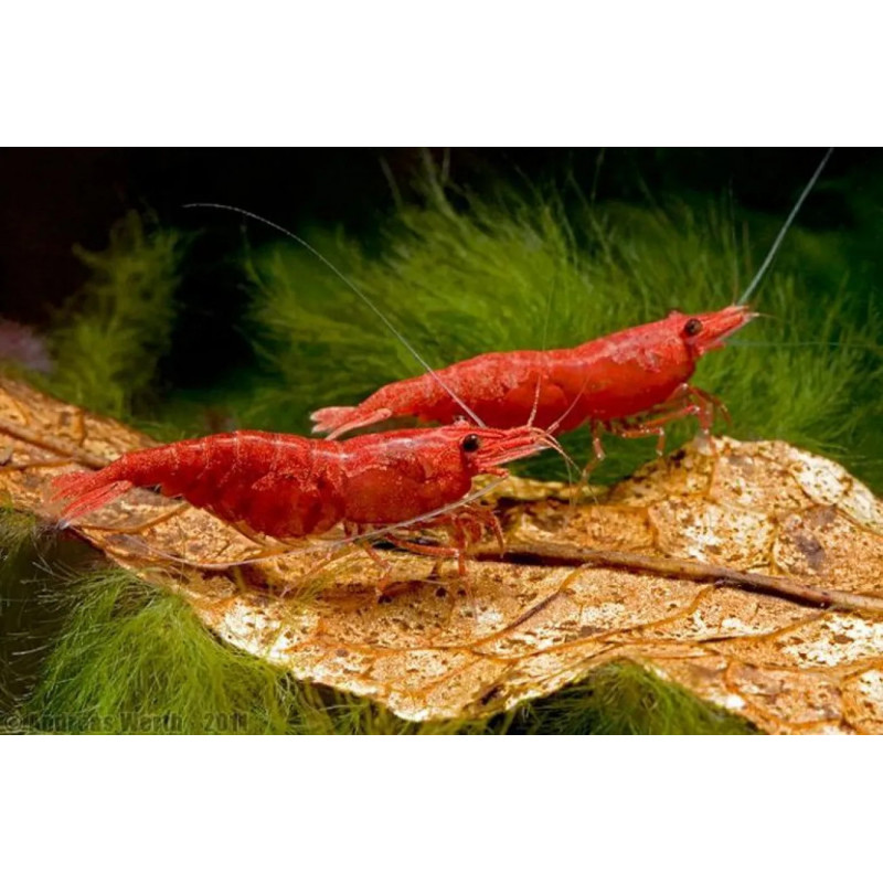 Neocaridina heteropoda sakura red - 1 cm