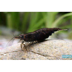 Neocaridina heteropoda sp. full black rili shrimp - 1.2 - 1.5 cm