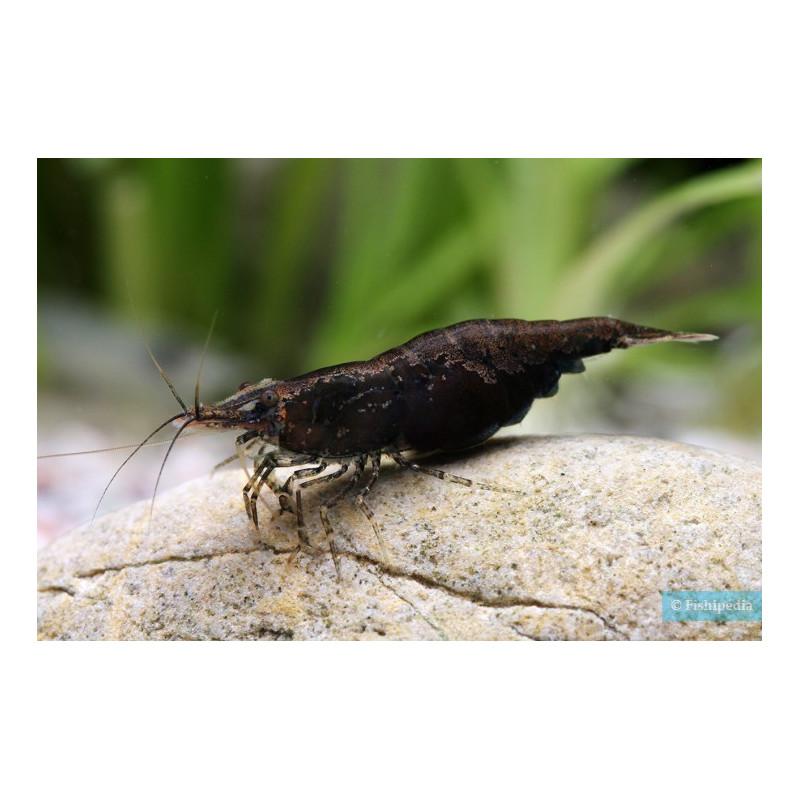 Neocaridina heteropoda sp. full black rili shrimp - 1.2 - 1.5 cm