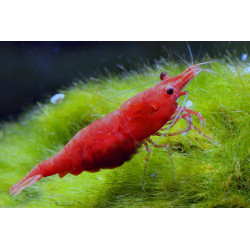 Neocaridina sp. fire - 1 cm