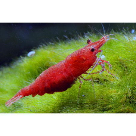 Neocaridina sp. fire - 1 cm