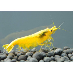 Neocaridina yellow neon - 1.5 - 2 cm