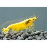 Neocaridina yellow neon - 1.5 - 2 cm