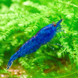 Neocaridina davidi blue dream - 1 - 1.5 cm