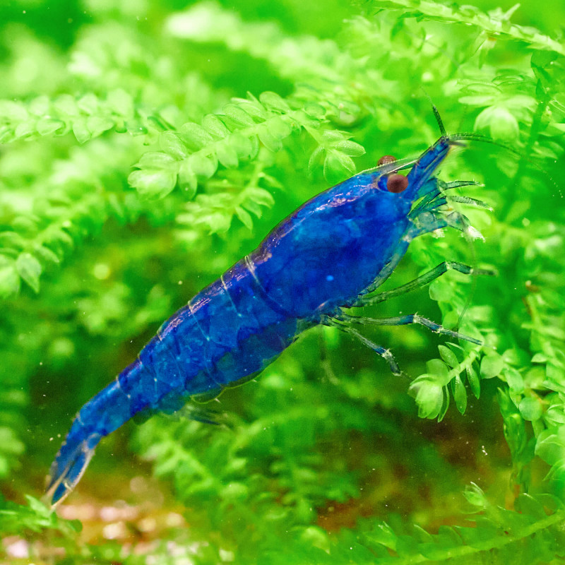Neocaridina davidi blue dream - 1 - 1.5 cm