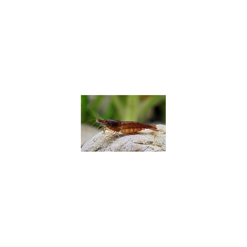 Neocaridna sp. black choco shrimp - 1.2 cm