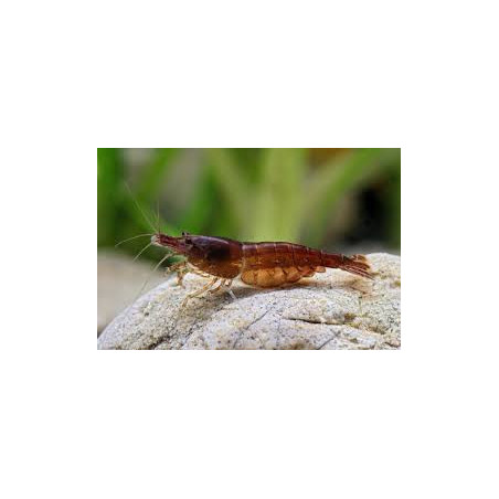 Neocaridna sp. black choco shrimp - 1.2 cm