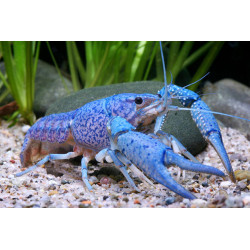 Procambarus alleni blue - 3 - 5 cm