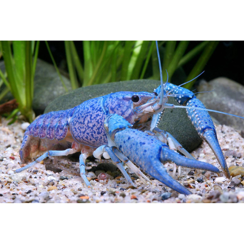 Procambarus alleni blue - 3 - 5 cm
