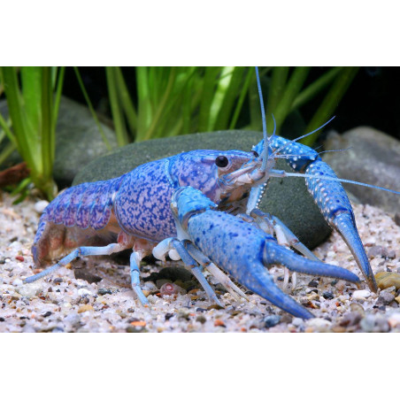 Procambarus alleni blue - 3 - 5 cm