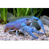 Procambarus alleni blue - 3 - 5 cm