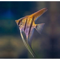 Pterophyllum altum peruensis - 4 - 5 cm