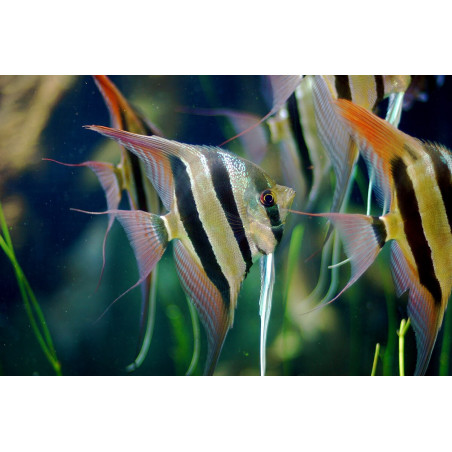 Pterophyllum altum dantume - 2 - 3 cm