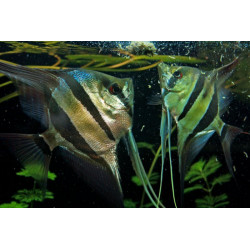 Pterophyllum altum orinoco - 4 - 5 cm