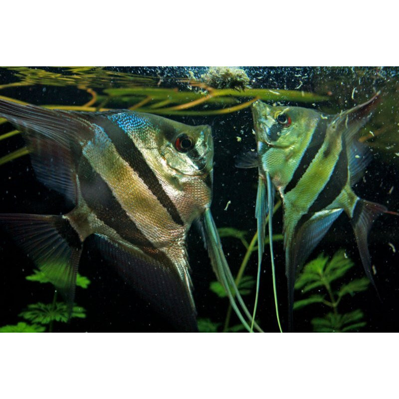 Pterophyllum altum orinoco - 4 - 5 cm