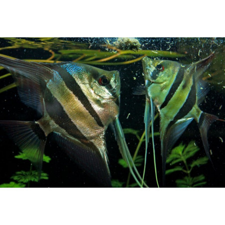 Pterophyllum altum orinoco - 4 - 5 cm