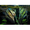 Pterophyllum altum orinoco - 4 - 5 cm
