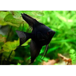Pterophyllum scalare black - 3 - 3.5 cm