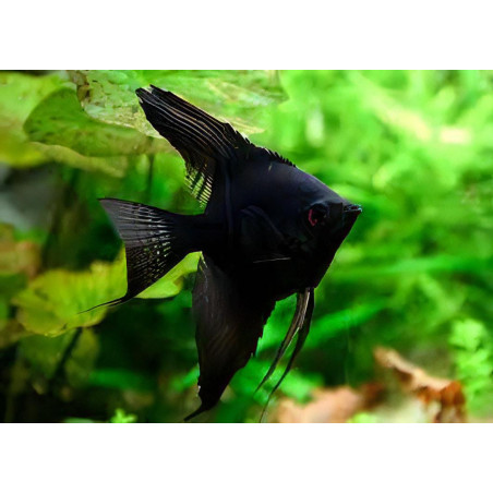 Pterophyllum scalare black - 3 - 3.5 cm
