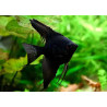 Pterophyllum scalare black - 3 - 3.5 cm