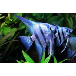 Pterophyllum scalare blue - 2.5 - 3 cm