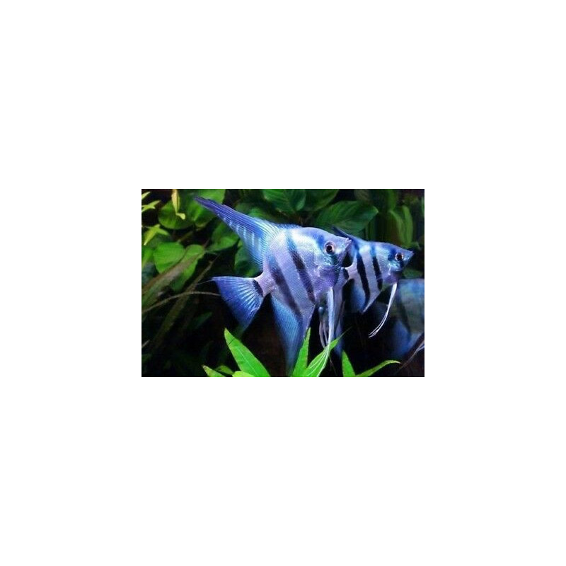 Pterophyllum scalare blue - 2.5 - 3 cm
