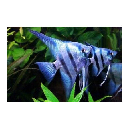 Pterophyllum scalare blue - 2.5 - 3 cm