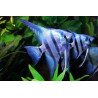 Pterophyllum scalare blue - 2.5 - 3 cm