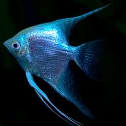Pterophyllum scalare blue diamond - 4 - 5 cm