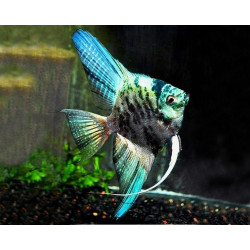 Pterophyllum scalare blue marble - 3 - 3.5 cm