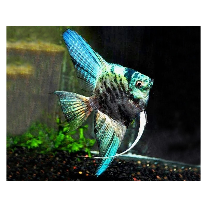 Pterophyllum scalare blue marble - 3 - 3.5 cm
