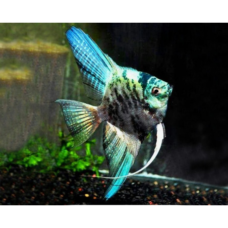 Pterophyllum scalare blue marble - 3 - 3.5 cm