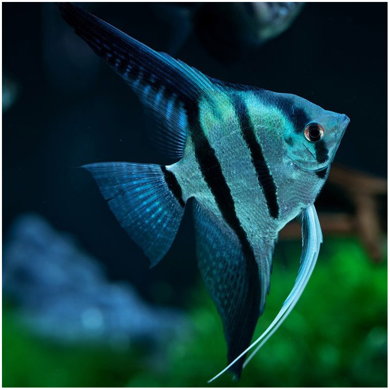 Pterophyllum scalare common blue - 3 - 3.5 cm