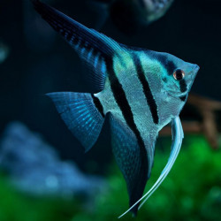 Pterophyllum scalare common blue - L - 5.5 - 6 cm