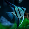 Pterophyllum scalare common blue - L - 5.5 - 6 cm