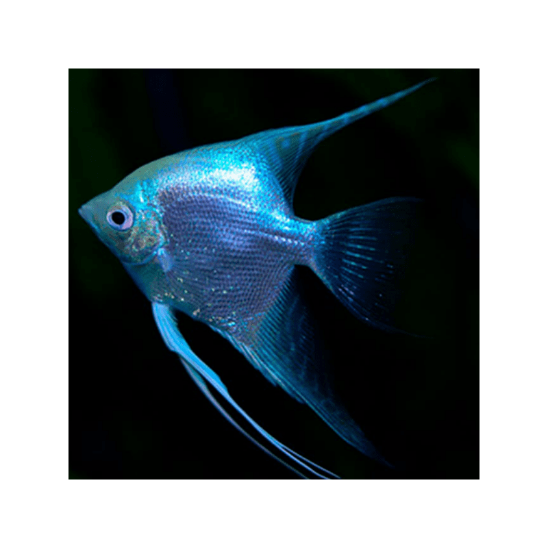 Pterophyllum scalare diamond - 5 - 5.5 cm