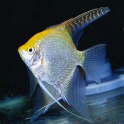 Pterophyllum scalare gold - L - 5.5 - 6 cm